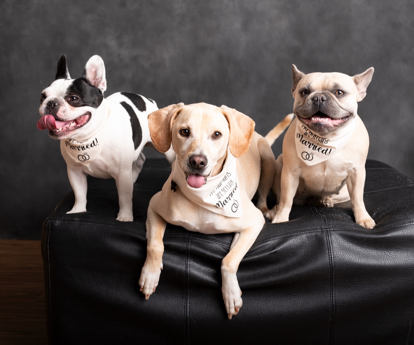 Leo, Banksy and Daisy sitting together on a leather sofa